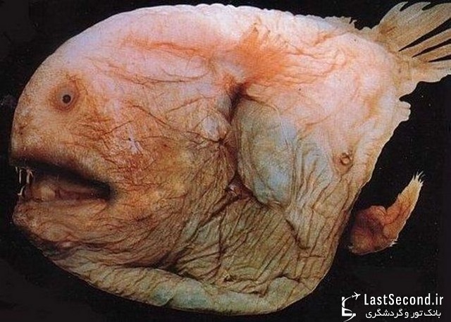 بد ریخت ترین و زشت ترین ماهی های دنیا