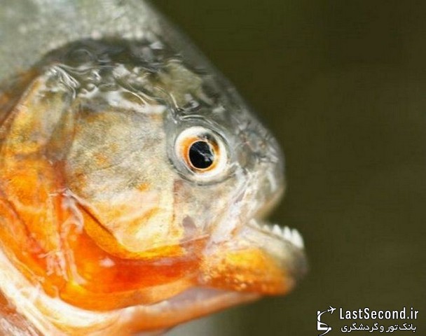 بد ریخت ترین و زشت ترین ماهی های دنیا