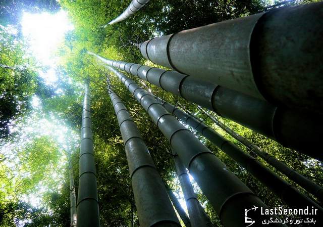  جنگ زیبای بامبو در ژاپن