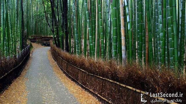 جنگ زیبای بامبو در ژاپن