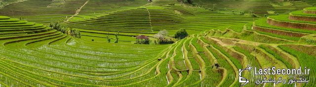  چشم اندازی بی‌بدیع مزارع برنج در بالی اندونزی   