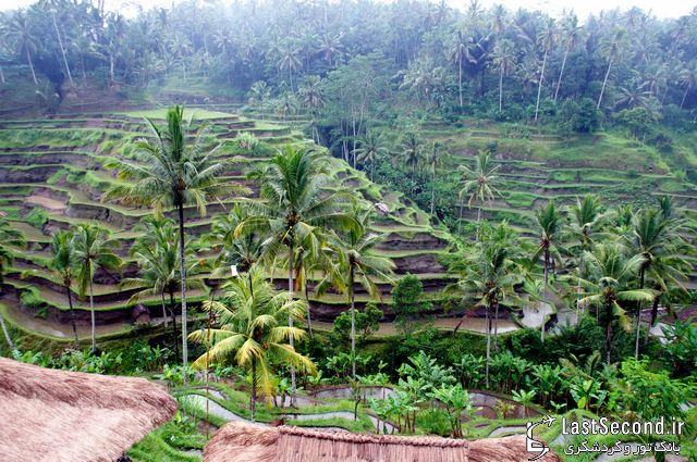  چشم اندازی بی‌بدیع مزارع برنج در بالی اندونزی   