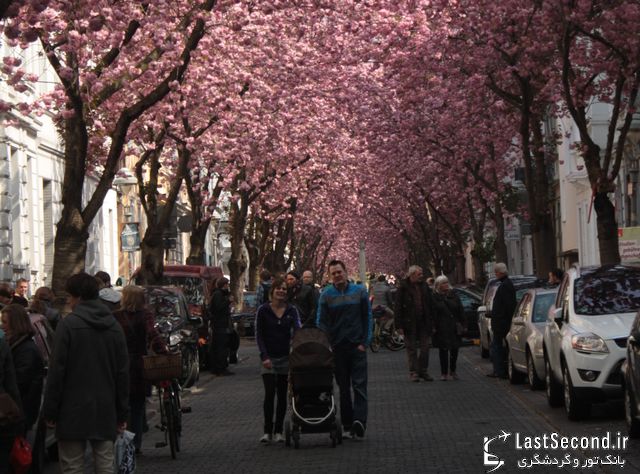  خیابان شکوفه های گیلاس در آلمان   