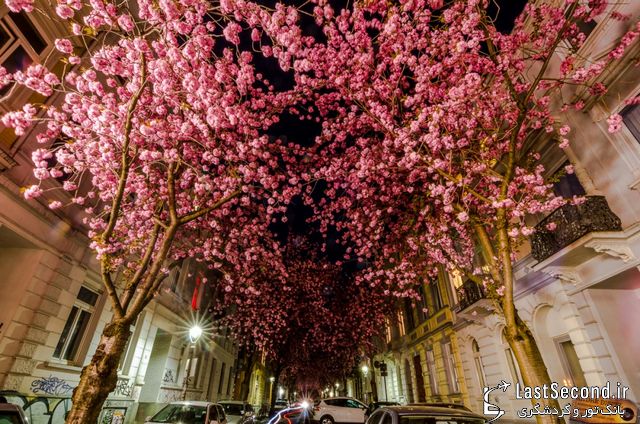  خیابان شکوفه های گیلاس در آلمان   