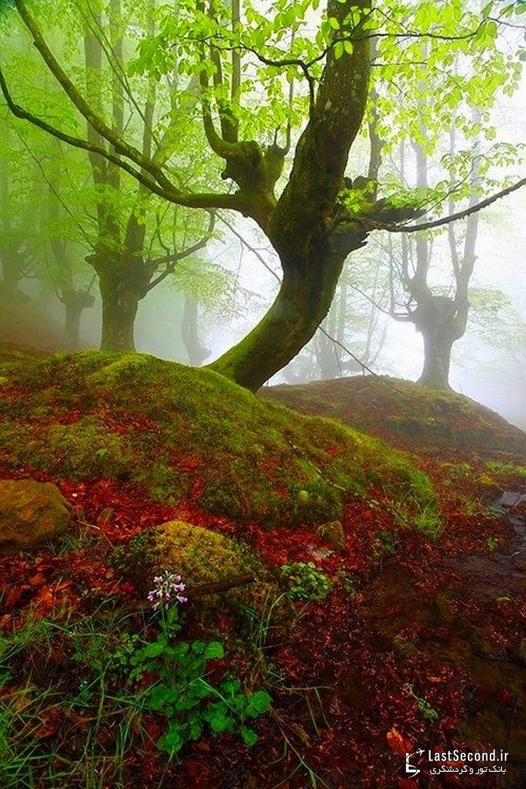  پارک طبیعی Gorbea، ایالات آلوا و ویزکایا (Alva-Vizcaya)، باسک، اسپانیا   