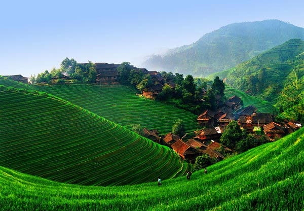Longji عجیب ترین و زیباترین مزارع برنج دنیا 