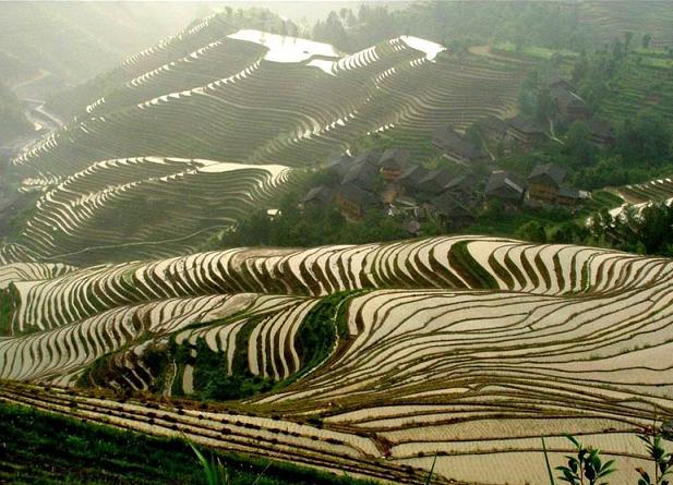 Longji عجیب ترین و زیباترین مزارع برنج دنیا 