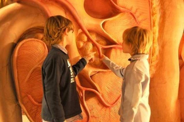 Corpus Human Body musseum جذابترین موزه دنیا، موزه اجزاء بدن