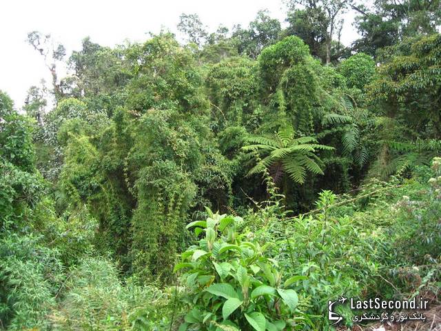 جنگلهای آمازون