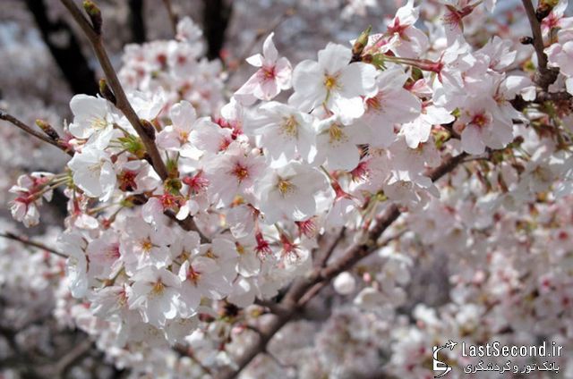  فستیوال شکوفه‌های گیلاس (ساکورا)   
