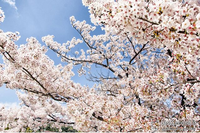  فستیوال شکوفه‌های گیلاس (ساکورا)   